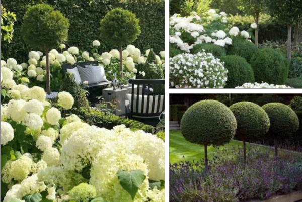 Сад вместо парковки в центре Петербурга обойдётся в 36 млн рублей - новостной портал st-piter.ru