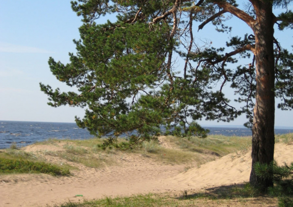 Комарово и &laquo;Лесные дали&raquo;: топ бесплатных экотроп рядом с Петербургом - новостной портал st-piter.ru