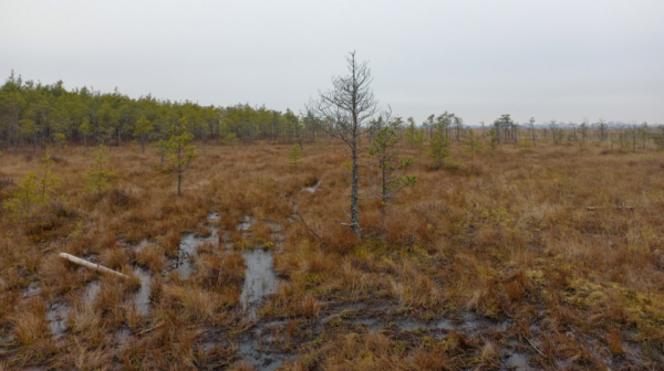 Комарово и &laquo;Лесные дали&raquo;: топ бесплатных экотроп рядом с Петербургом - новостной портал st-piter.ru