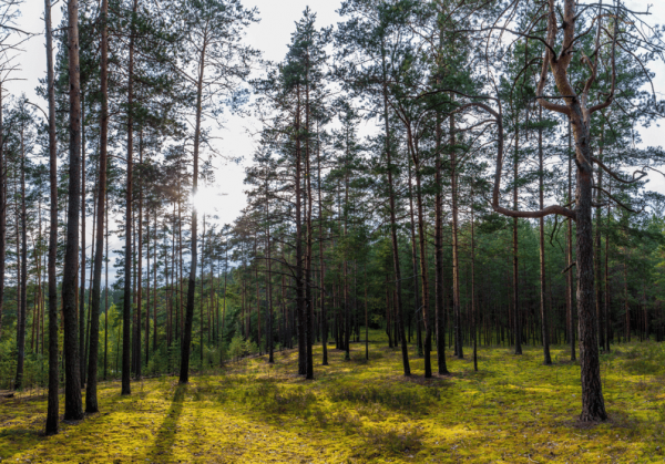 Комарово и &laquo;Лесные дали&raquo;: топ бесплатных экотроп рядом с Петербургом - новостной портал st-piter.ru