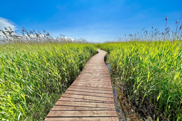 Комарово и &laquo;Лесные дали&raquo;: топ бесплатных экотроп рядом с Петербургом - новостной портал st-piter.ru